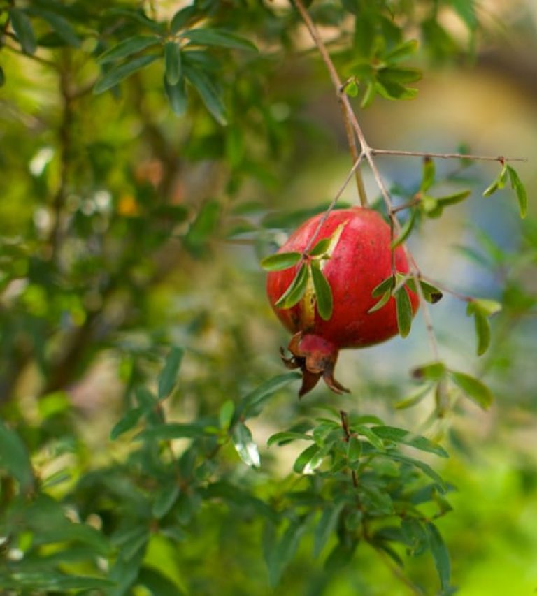 1488558807Pomegranate-Punica-granatum-detail.jpg