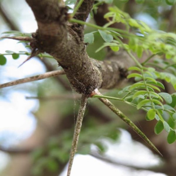 1488558815Mesquite-Honey-Prosopis-glandulosa-thorn-detail.jpg