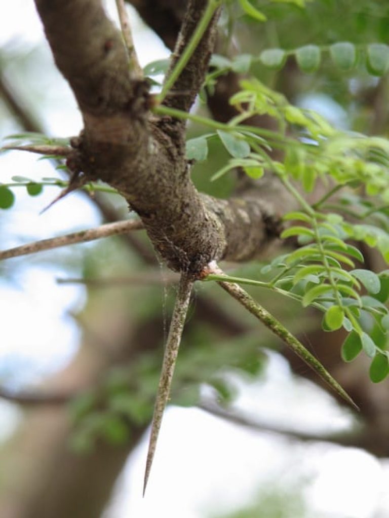 1488558815Mesquite-Honey-Prosopis-glandulosa-thorn-detail.jpg