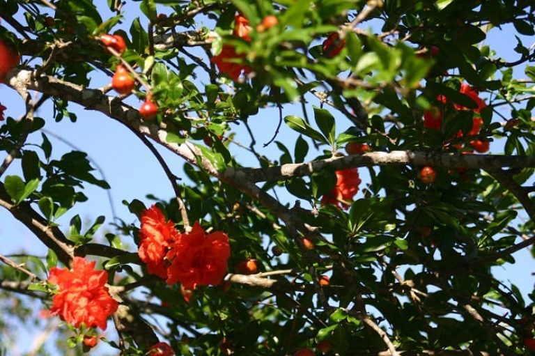 1488558825zzz-Pomegranate-Flowers.jpg