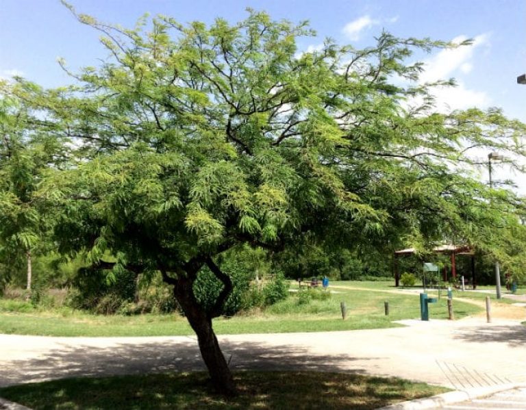 1488559149Mesquite-thornless-Prosopis-alba-form-Lakeside-Park-7-2015-bmw.jpg