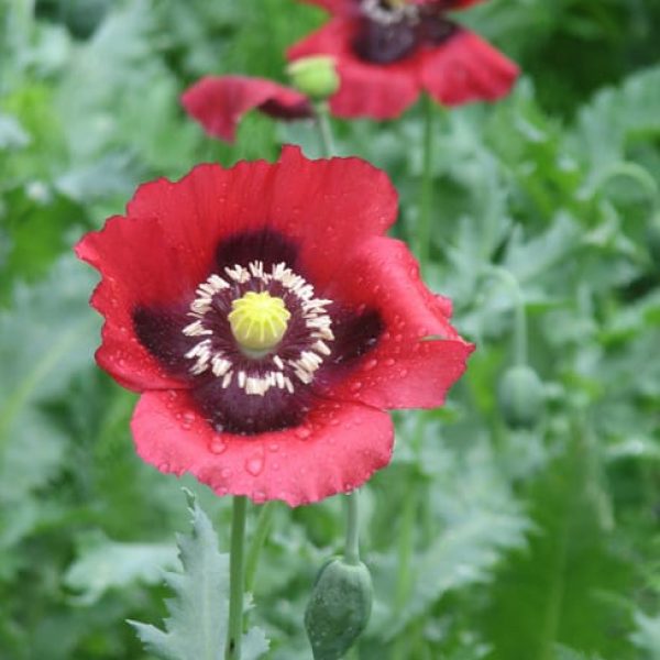 1488559180poppy-oriental-papaver-somniferum-detail.jpg