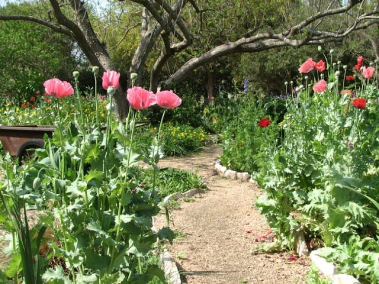 1488559186poppy-oriental-papaver-somniferum-20080404-form3.jpg