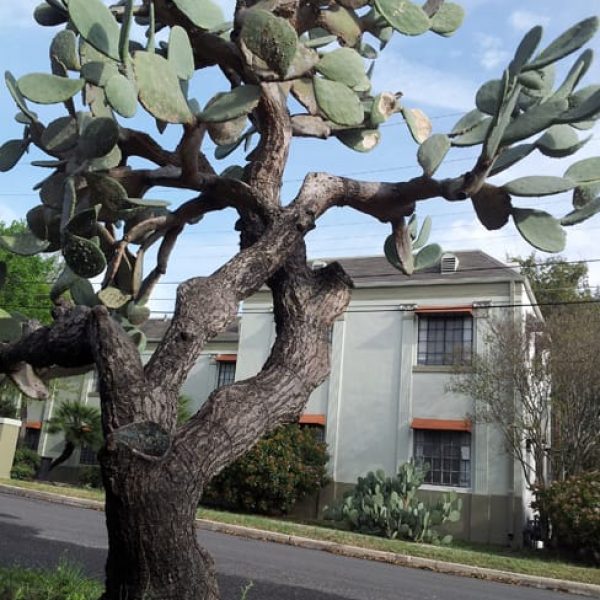 1488559997Prickly-pear-spineless-Opuntia-ellisiana-form-tree-form-monte-vista.jpg