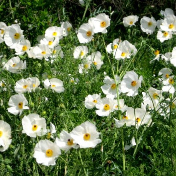 1488560772White-Prickly-Poppies-Argemone-Albiflora-form.jpg