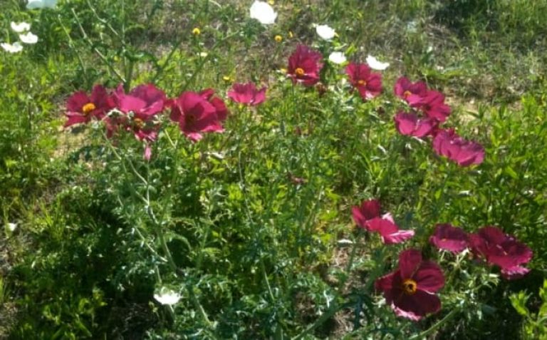 1488560778Rose-Prickly-Poppy-Argemone-sanguinea-form.jpg