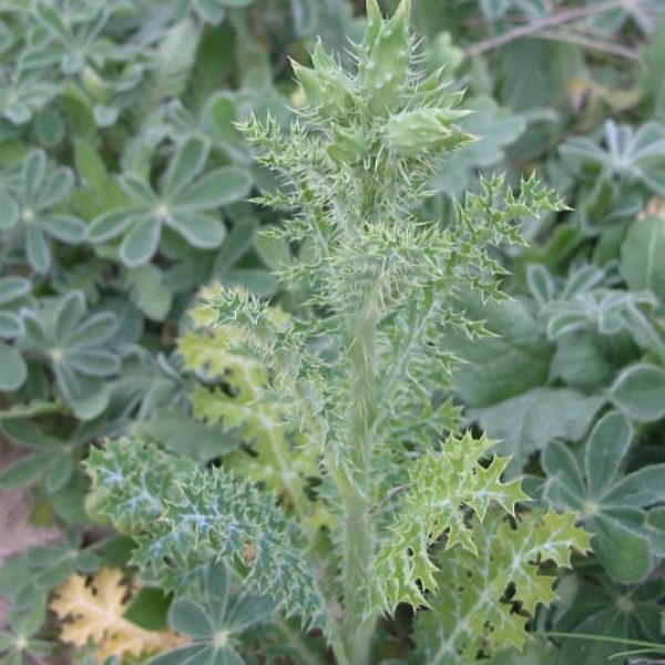 1488560792Prickly-poppy-Argemone-sp-buds-detail.jpg