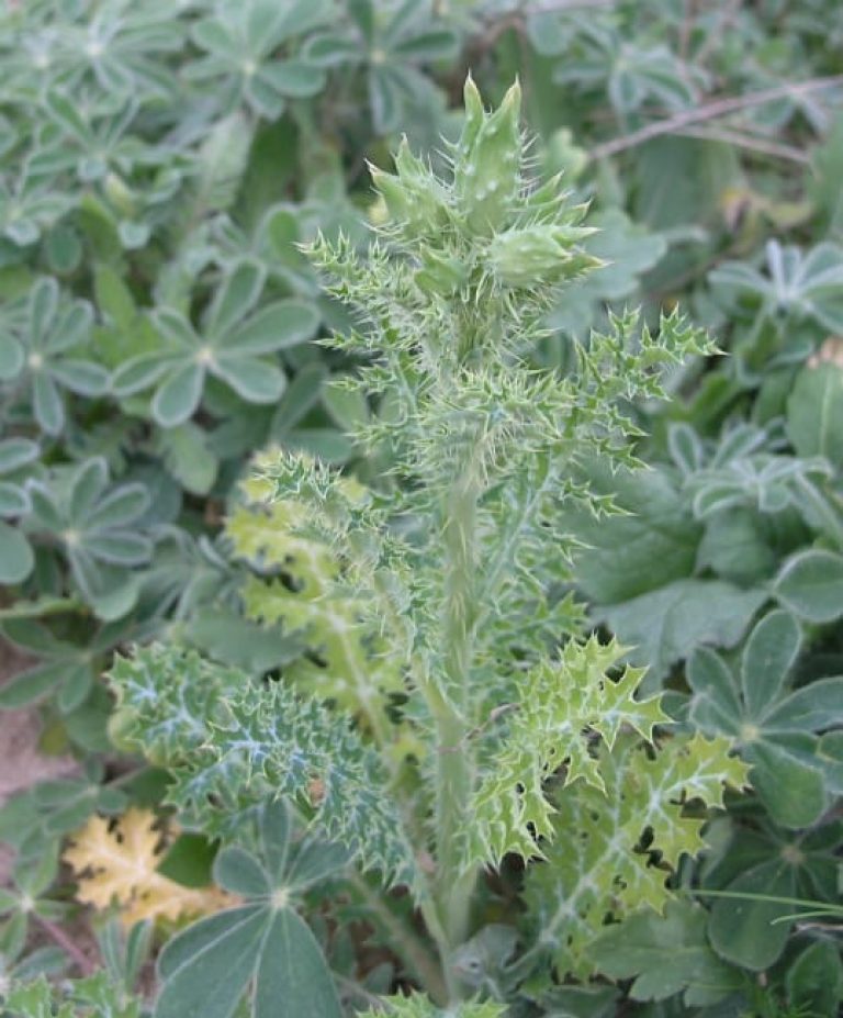 1488560792Prickly-poppy-Argemone-sp-buds-detail.jpg