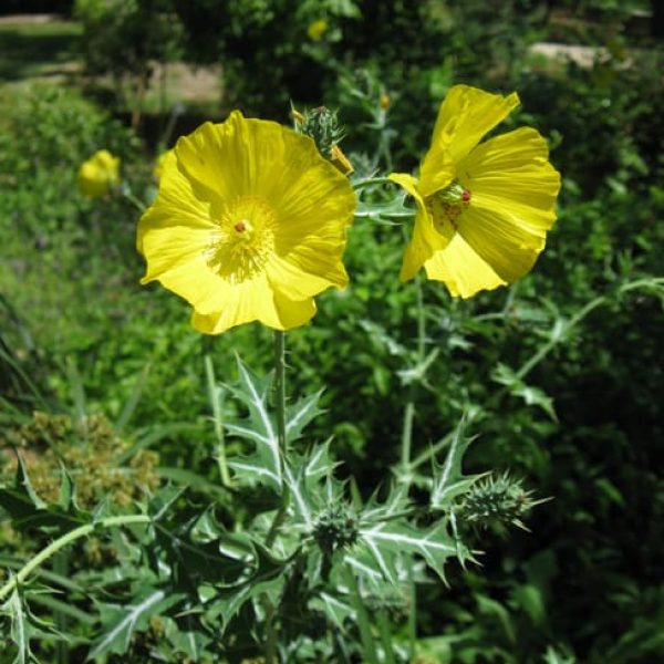 1488560800poppy-prickly-argemone-mexicana-detail.jpg