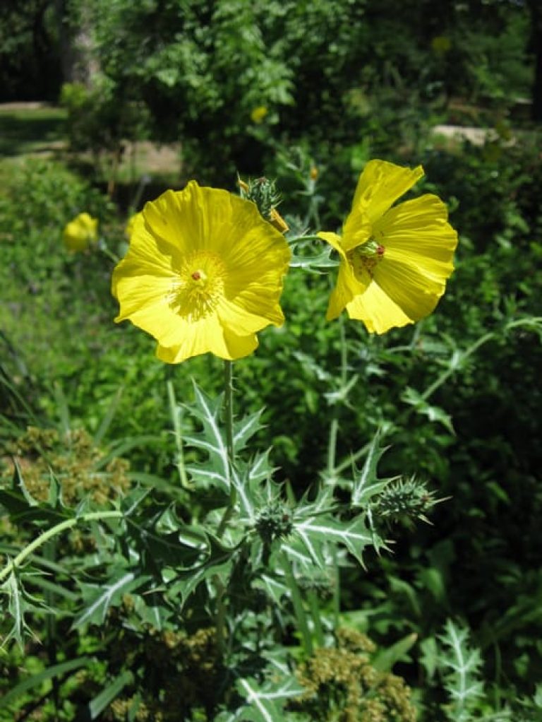 1488560800poppy-prickly-argemone-mexicana-detail.jpg