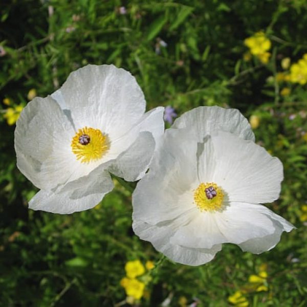 1488560807White-Prickly-Poppy-Argemone-albiflora-detail.jpg