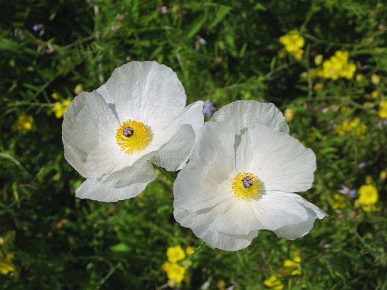 1488560807White-Prickly-Poppy-Argemone-albiflora-detail.jpg