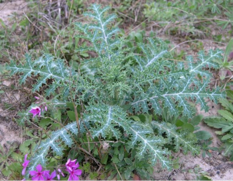 1488560817Prickly-poppy-Argemone-spp-young-form.jpg