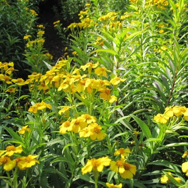 1488561457marigold-mexican-mint-tagetes-lucida-form.jpg