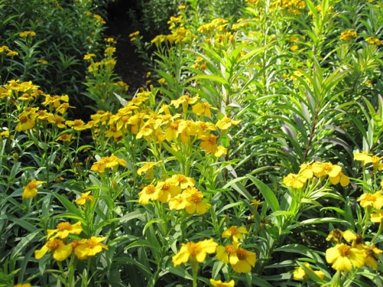 1488561457marigold-mexican-mint-tagetes-lucida-form.jpg