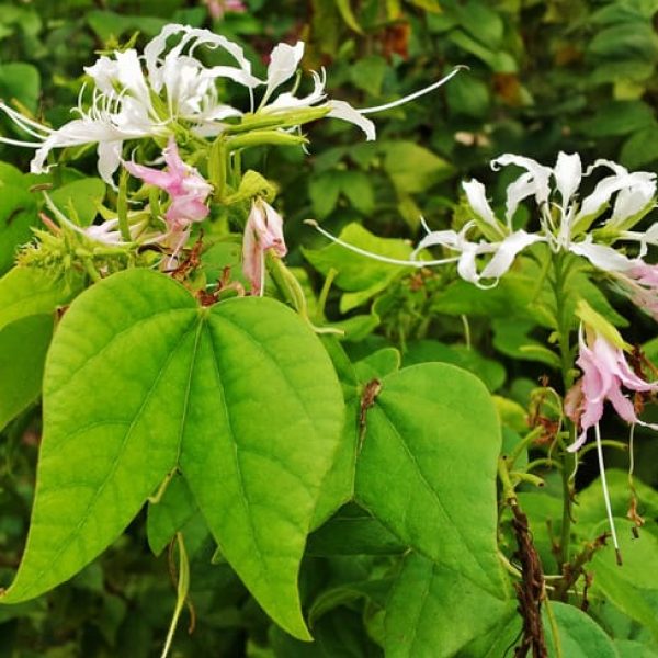 1488561653Orchid-Tree-Mexican-Bauhinia-mexicana-detail.jpg