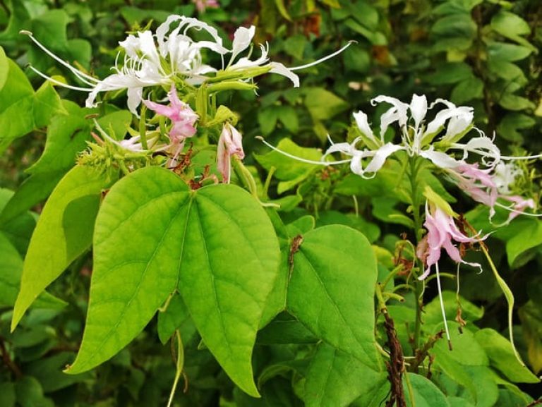 1488561653Orchid-Tree-Mexican-Bauhinia-mexicana-detail.jpg