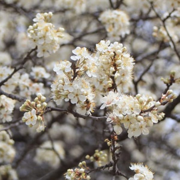 1488561824Mexican-Plum-Prunus-mexicana-detail-flower-bees.jpg