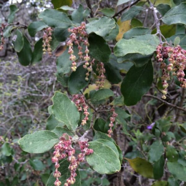 1488561992Mexican-silktassel-Garrya-ovata-flower-detail.jpg