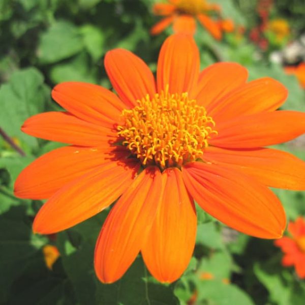 1488562140Mexican-sunflower-Tithonia-rotundiflora-flower-detail.jpg