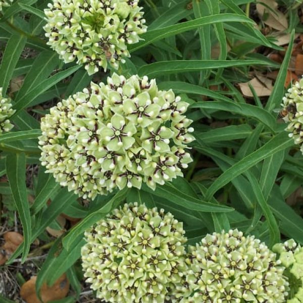 1488562368Milkweed-green-flowered-Aesclepias-asperula-detail-flower.jpg