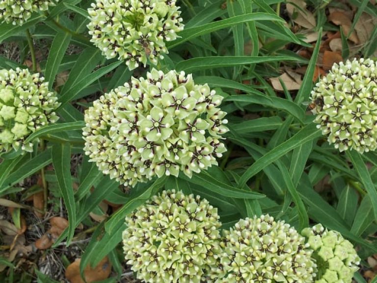 1488562368Milkweed-green-flowered-Aesclepias-asperula-detail-flower.jpg