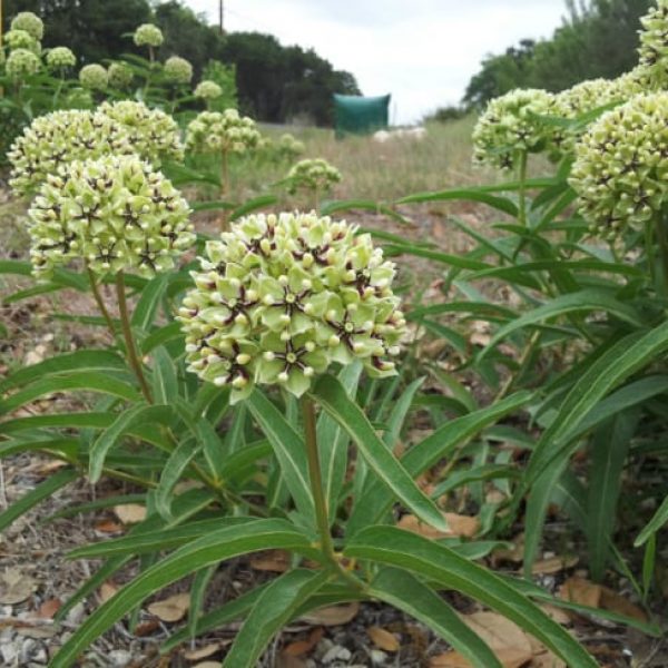 1488562372Milkweed-green-flowered-Aesclepias-asperula-form-roadside.jpg