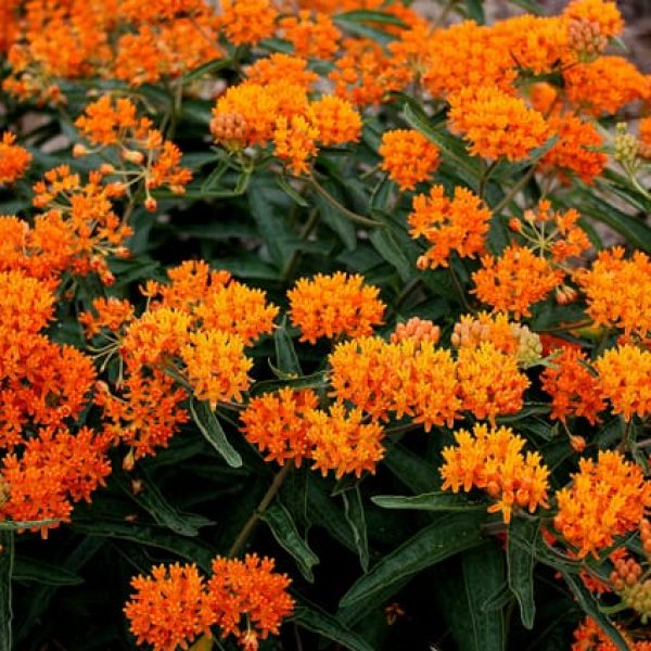 1488562623Butterfly-weed-Asclepias-tuberosa-detail-.jpg