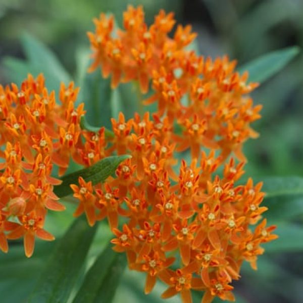 1488562627Butterfly-weed-Asclepias-tuberosa-detail-Austin-NPIN-Ray-Mathews-RCM_IMG0450.jpg