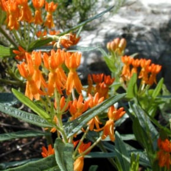 1488562639Milkweed-butterfly-Asclepias-tuberosa-detail-Austin-NPIN-Joseph-Marcus-290x290.jpg