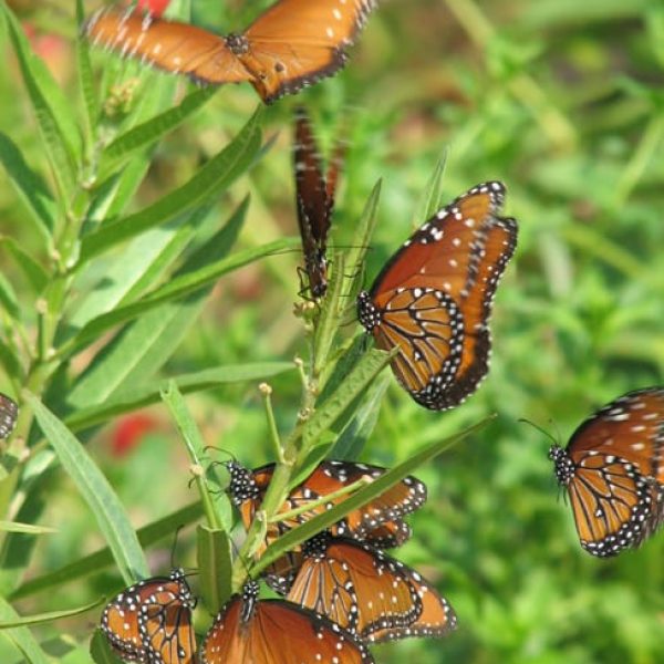 1488562836milkweed-tropical-asclepias-curassavica-detail.jpg