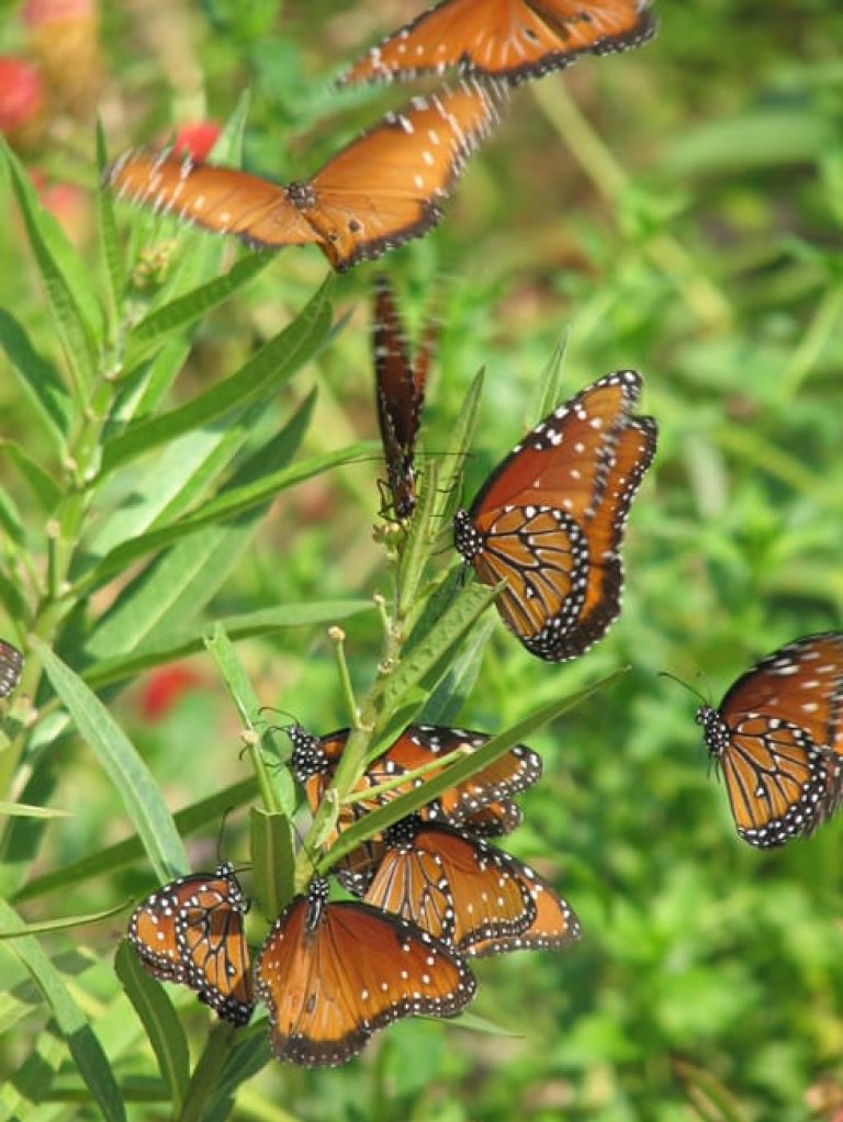 1488562836milkweed-tropical-asclepias-curassavica-detail.jpg