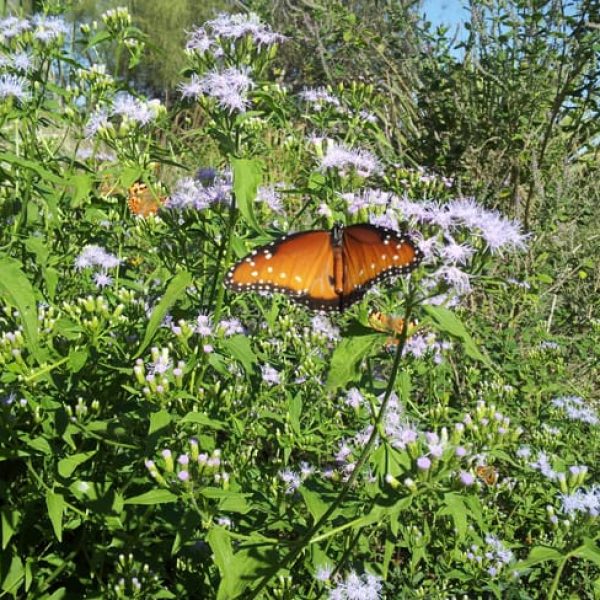 1488563073Fragrant-Mistflower-Chromolaena-odorata-butterfly.jpg