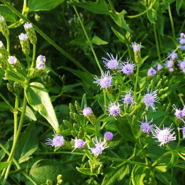 1488563077Fragrant-Mistflower-Chromolaena-odorata-detail.jpg