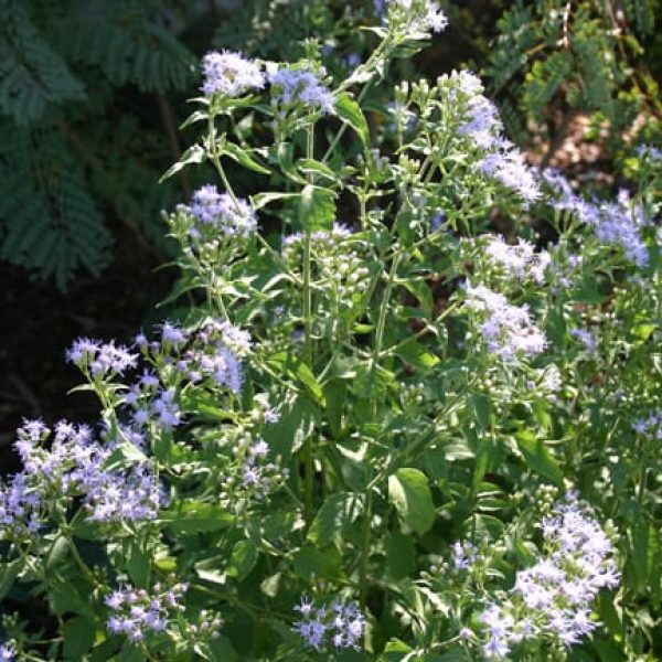 1488563087Mistflower-Chromolaena-odorata-detail-flower.jpg