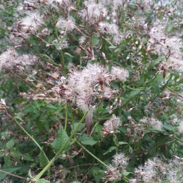 1488563112Mistflower-Fragrant-Chromolaena-odorata-seeds.jpg