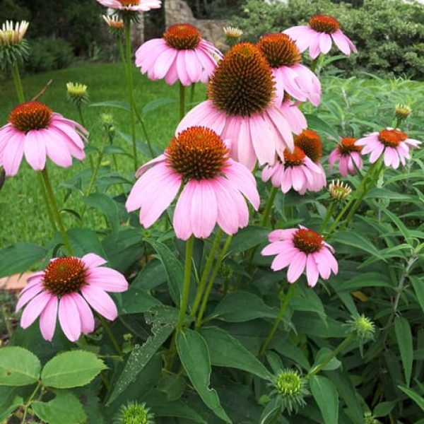 1488565521Purple-Coneflower-Echinacea-purpurea-form-Monte-Vista-Bnl.jpg