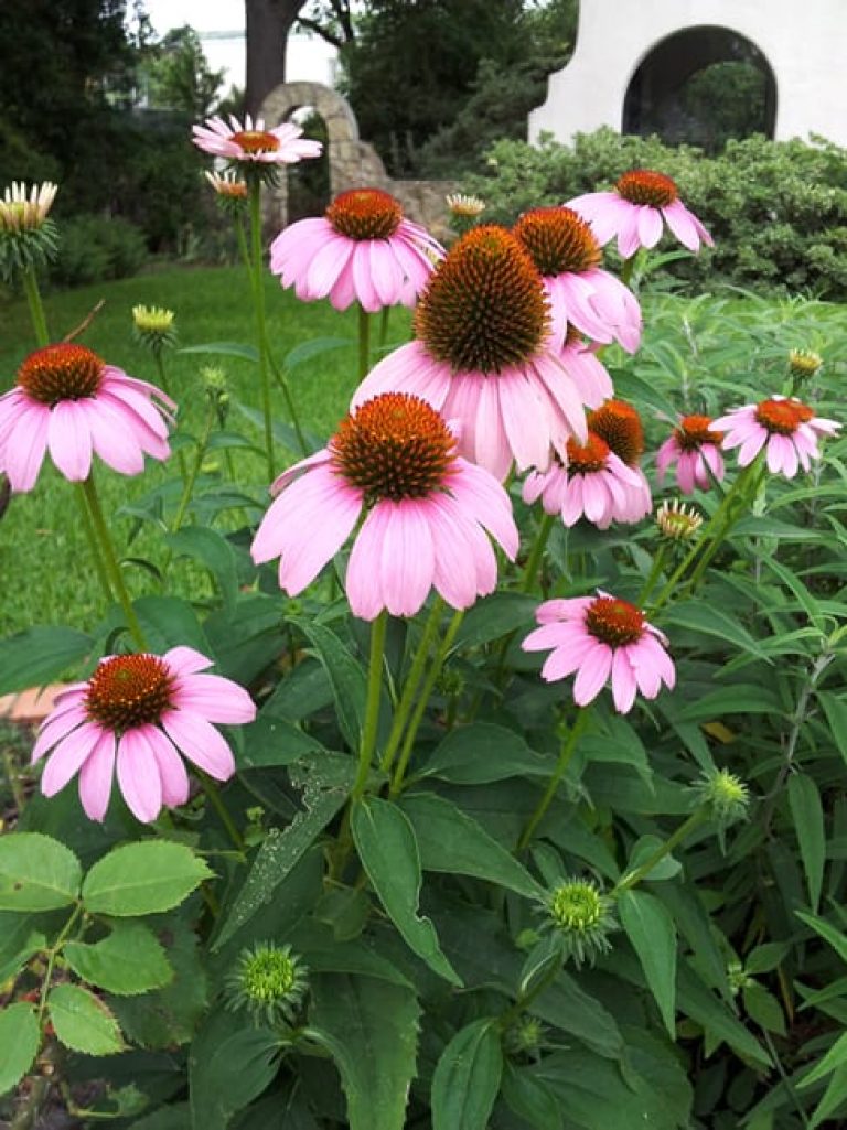 1488565521Purple-Coneflower-Echinacea-purpurea-form-Monte-Vista-Bnl.jpg