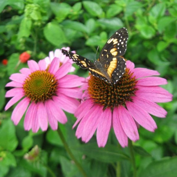 1488565527Purple-Coneflower-Echinacea-purpurea-detail.jpg