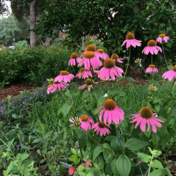 1488565536Purple-coneflower-Echinacea-purpurea-detail2.jpg