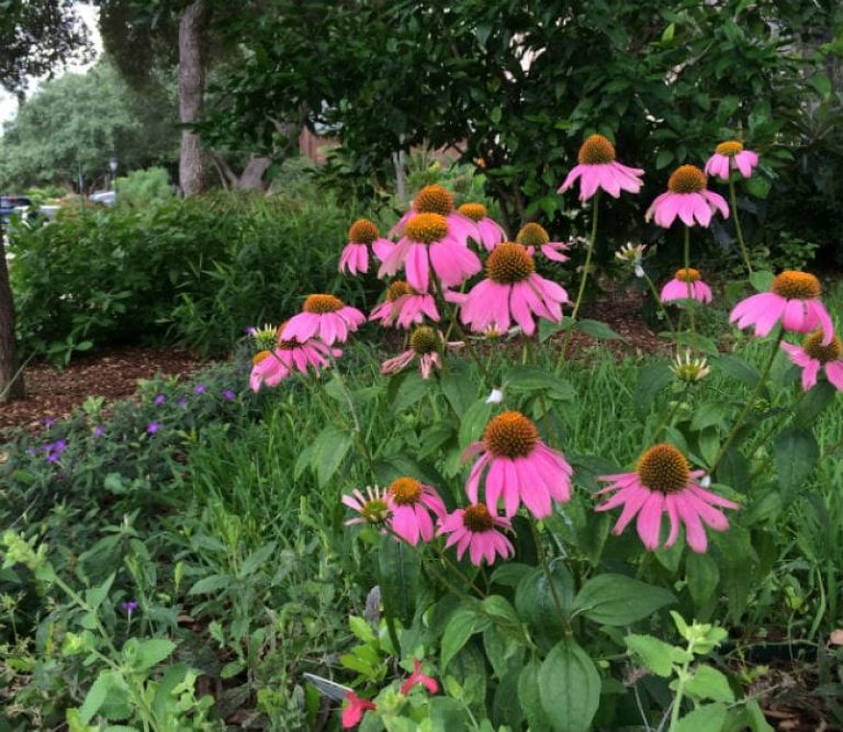 1488565536Purple-coneflower-Echinacea-purpurea-detail2.jpg