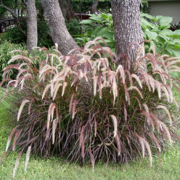 1488565942Fountaingrass-Purple-Pennisetum-setaceum-rubrum-form.jpg