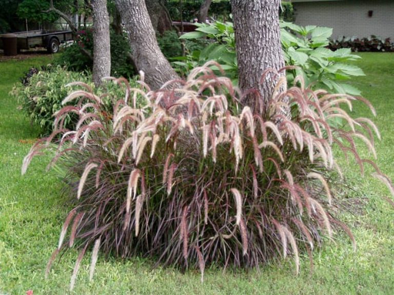 1488565942Fountaingrass-Purple-Pennisetum-setaceum-rubrum-form.jpg