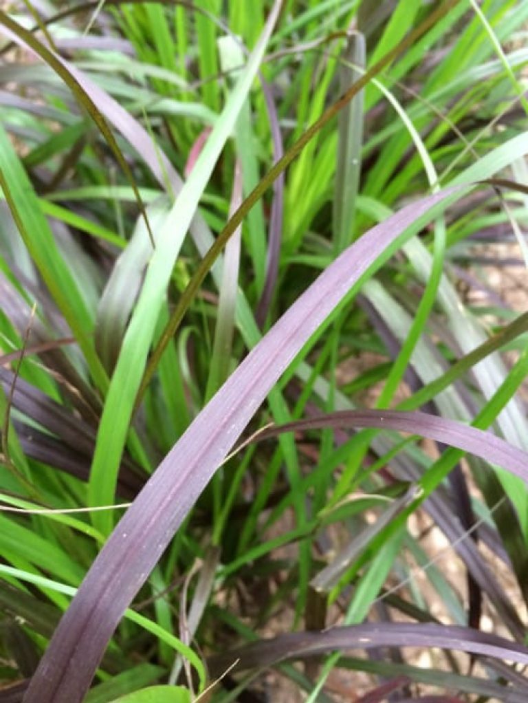 1488565952Purple-Fountain-Grass-Pennisetum-setaceum-blade-detail.jpg