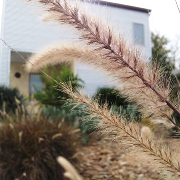 1488565957fountaingrass-purple-pennisetum-rubrum-detail.jpg