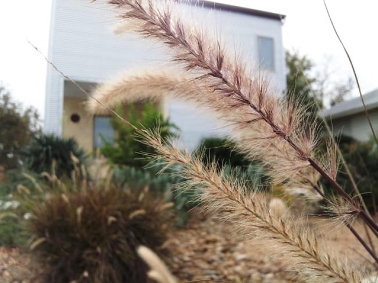 1488565957fountaingrass-purple-pennisetum-rubrum-detail.jpg