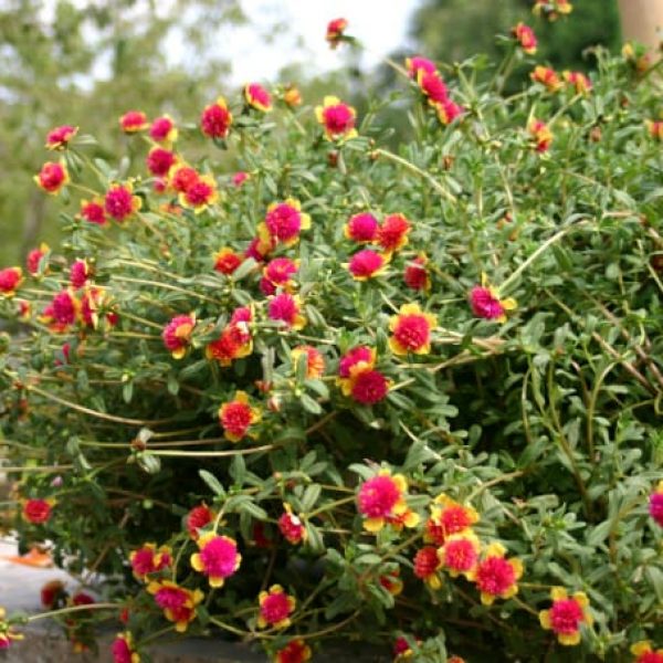 1488566365Purslane-Portulaca-oleracea-form.jpg