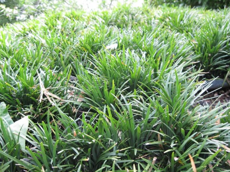1488570026MONDO-GRASS-detail.jpg