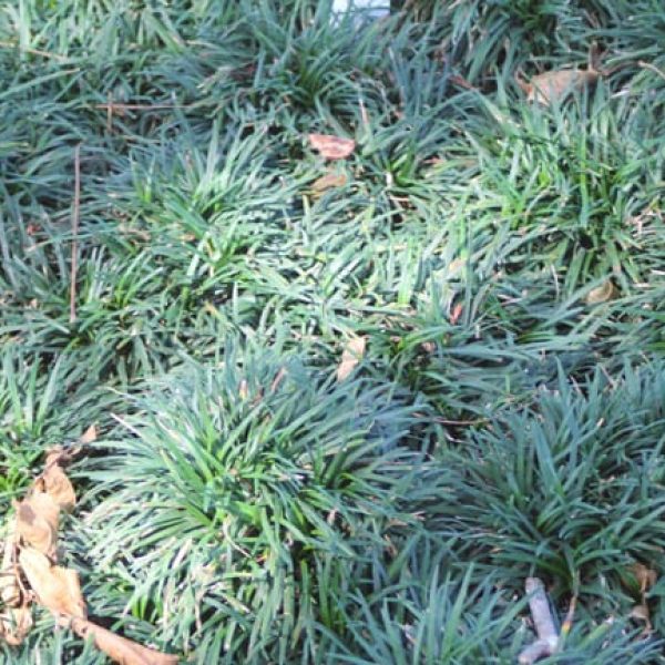 1488570029Monkey-Grass-Ophiopogon-japonicus-form.jpg
