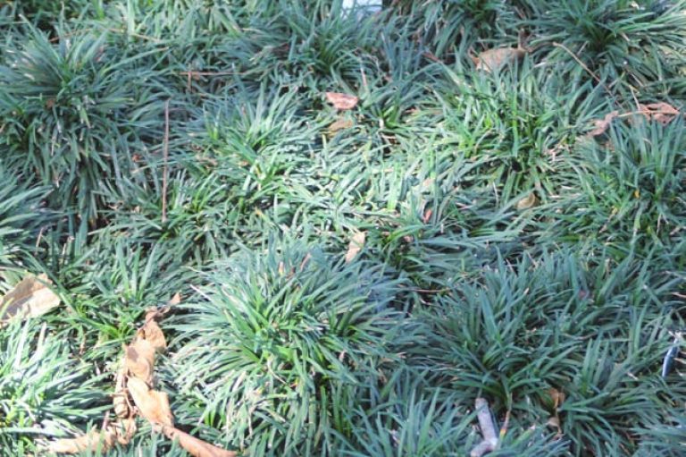1488570029Monkey-Grass-Ophiopogon-japonicus-form.jpg